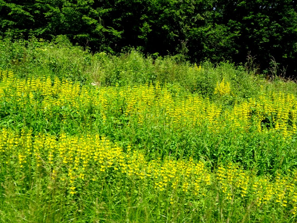 Fleurs jaunes ... floues et à identifier ... entre Villers… 