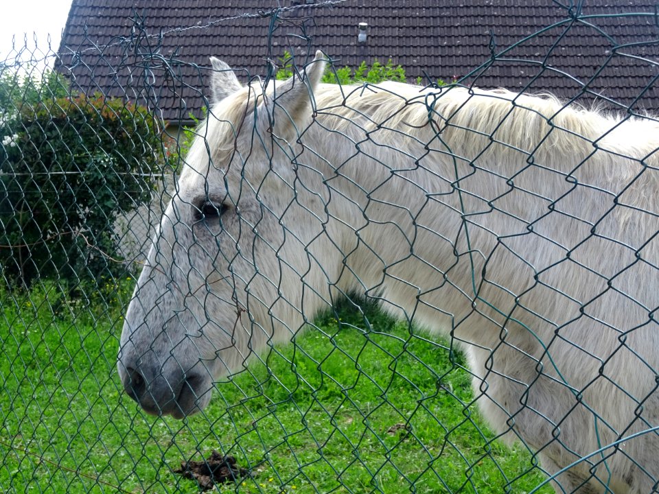 Un cheval, Villers-aux-Bois, Marne 