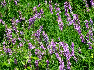 Bord de route envahi de Vesce cracca, Vicia cracca, Fabacé… 