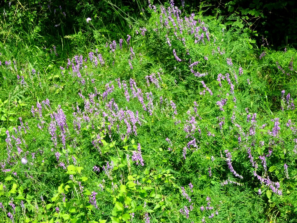 Bord de route envahi de Vesce cracca, Vicia cracca, Fabacé… 