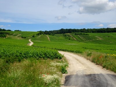 A travers les vignes, montée de Vertus vers le Grand Mont,… 