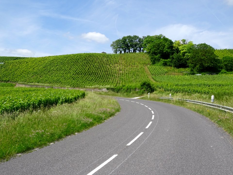 A travers les vignes, montée de Vertus vers le Grand Mont,… 
