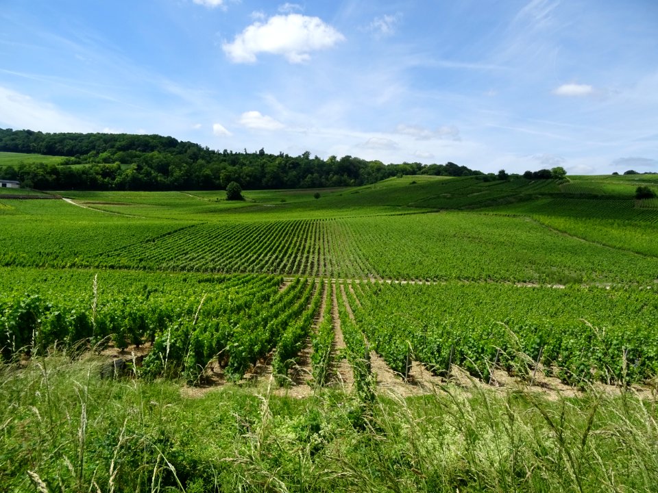 A travers les vignes, montée de Vertus vers le Grand Mont,… 