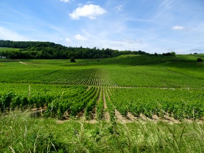 A travers les vignes, montée de Vertus vers le Grand Mont,… 