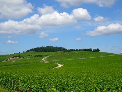 Vignes et forêt, Mont Bernon, à 2 km au sud d'Epernay, Mar… 