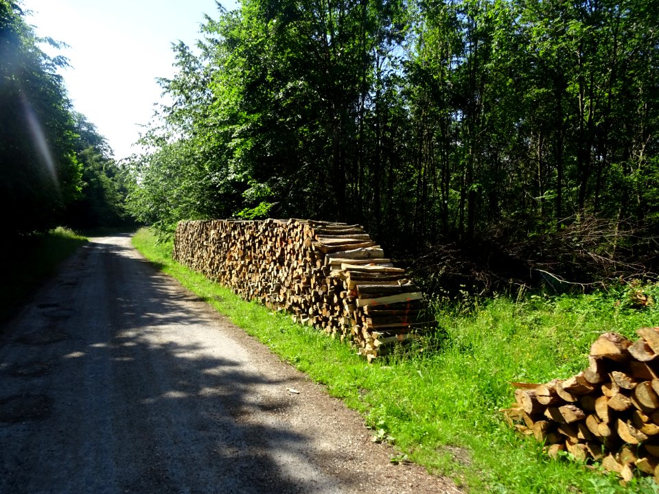 Forêt Domaniale de Verzy, Verzy, Marne 