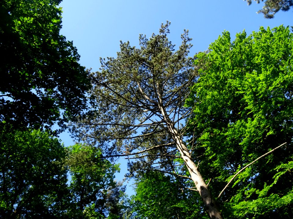 Forêt Domaniale de Verzy, Verzy, Marne 