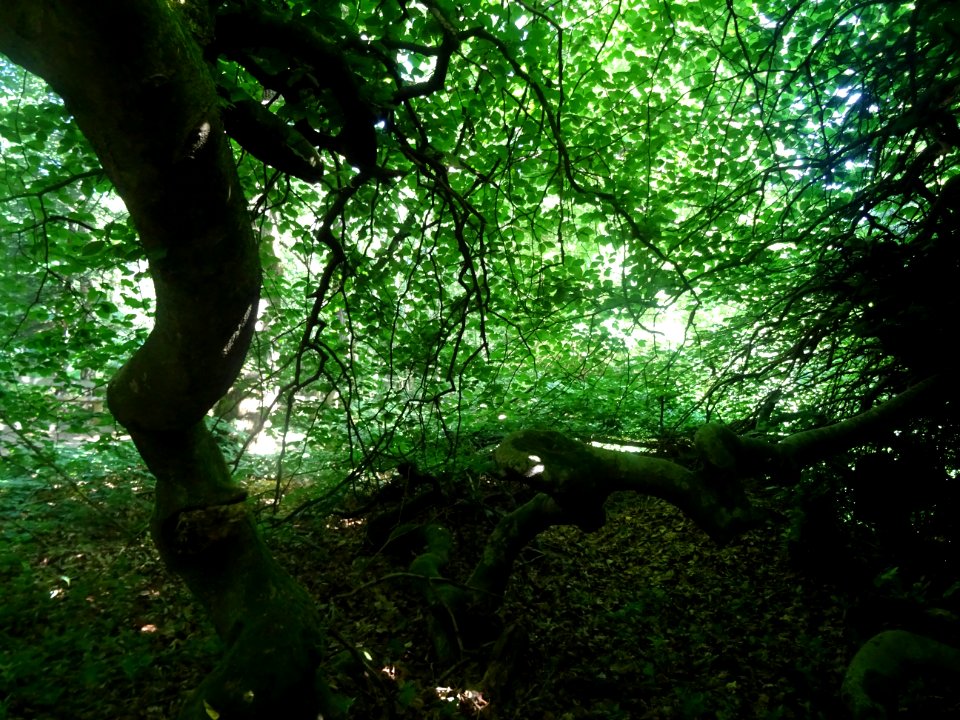 Fau de Verzy (Fagus sylvatica var. tortuosa) est un hêtre … 
