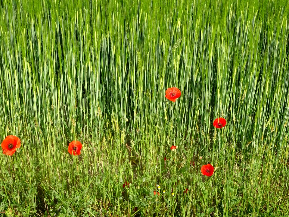Coquelicot, Papaver rhoeas, Papaveracées 