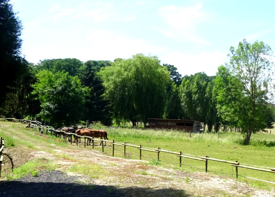 Chevaux, avant Soizy-aux-Bois, Marne 