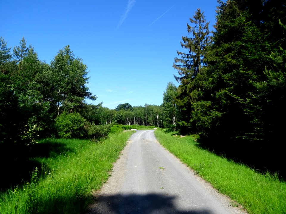 Forêt Domaniale de Verzy, Verzy, Marne 
