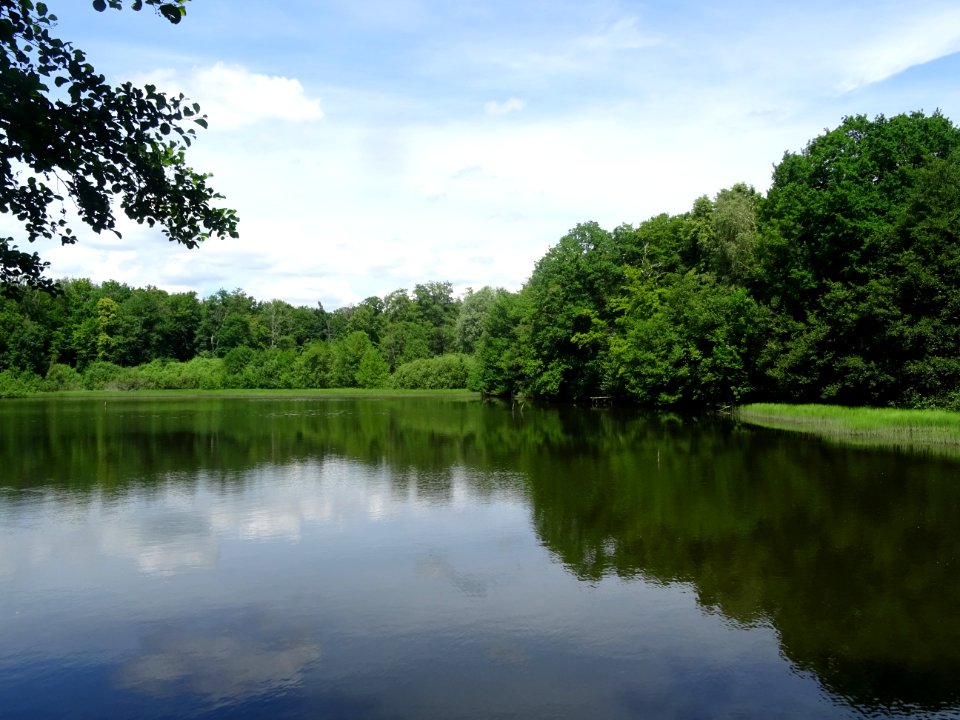 Etang de la Charmoye, dans la forêt de la Charmoye, avant … 