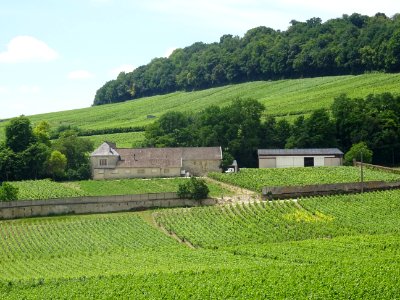 A travers les vignes, montée de Vertus vers le Grand Mont,… 