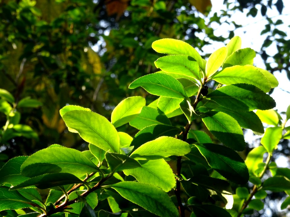 Fusain du Japon, Euonymus japonicus, Célastracées 