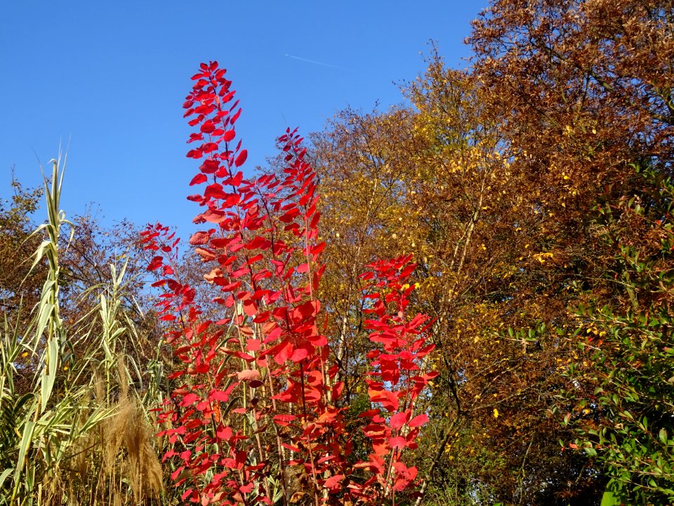 Fustet ou arbre à perruque, Cotinus coggygria, Anacardiacé… 