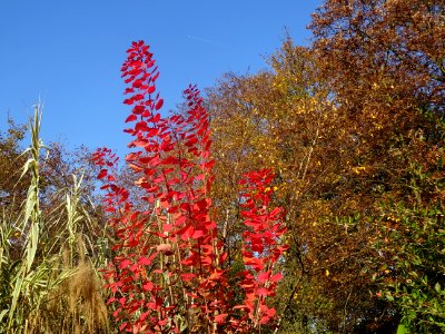 Fustet ou arbre à perruque, Cotinus coggygria, Anacardiacé… 