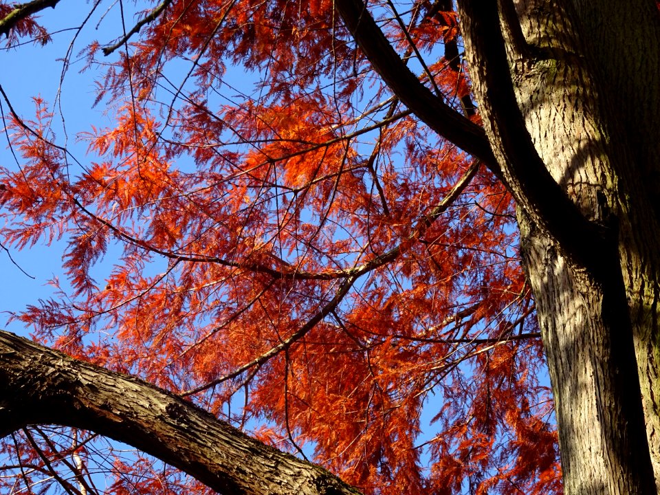 Cyprès chauve ou Cyprès de Louisiane, Taxodium distichum, … 