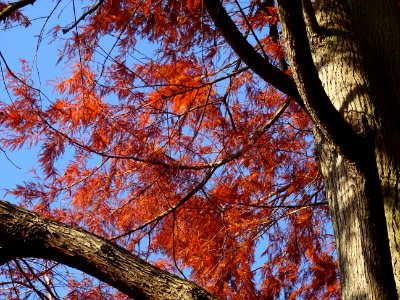 Cyprès chauve ou Cyprès de Louisiane, Taxodium distichum, … 
