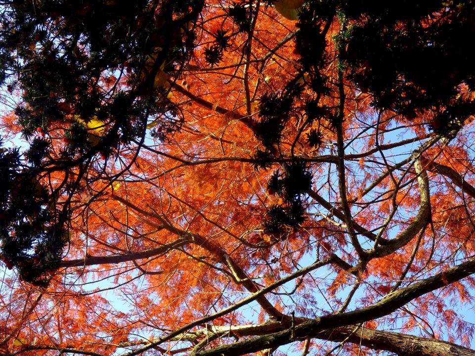 Cyprès chauve ou Cyprès de Louisiane, Taxodium distichum, … 