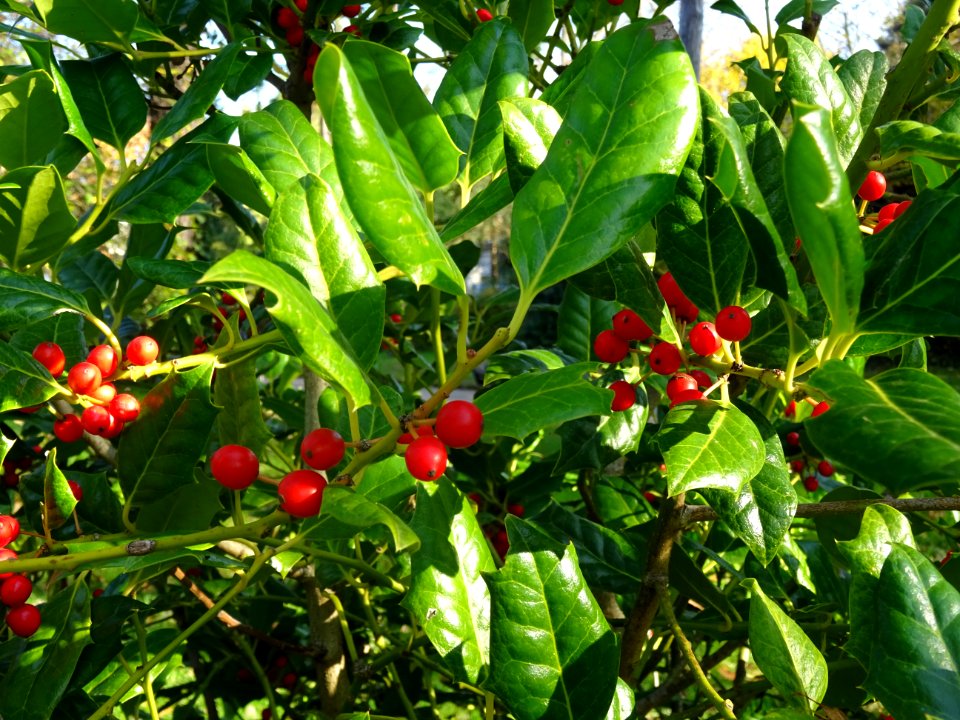 Houx, Ilex aquifolium, Aquifoliacées 