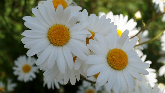 Marguerite spring summer flowers
