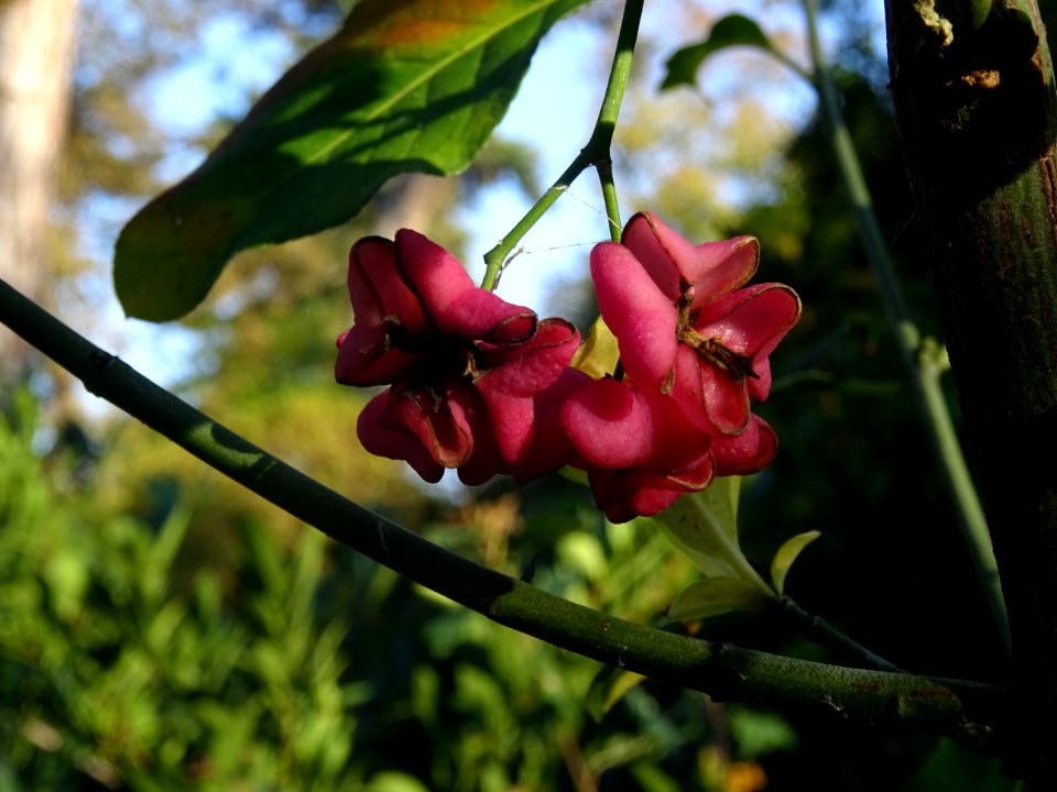 Fusain d'Europe, Euonymus europaeus, Célastracées 