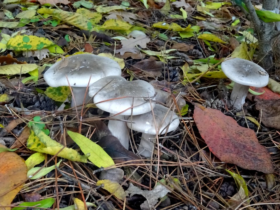 Champignons gris blanc 
