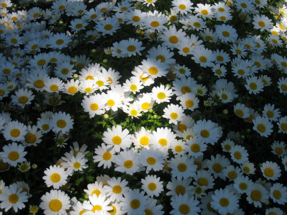 Sun one side flower garden