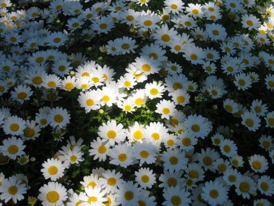 Sun one side flower garden