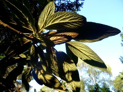 Viorne à feuilles ridées, Viburnum rhytidophyllum, Caprifo… 