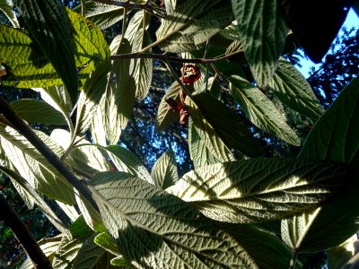 Viorne à feuilles ridées, Viburnum rhytidophyllum, Caprifo… 