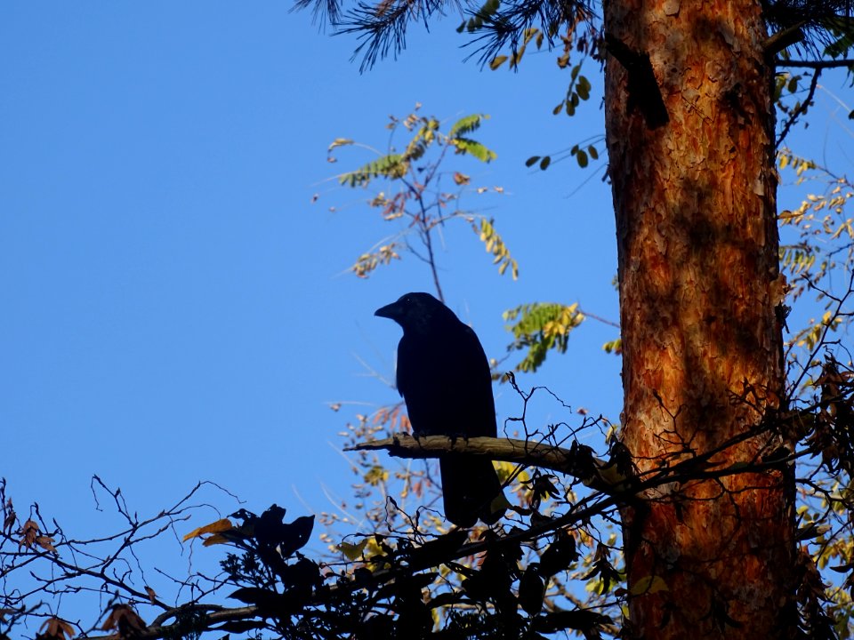 Maître Corbeau, sur un arbre perché ... 