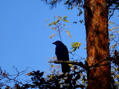 Maître Corbeau, sur un arbre perché ... 