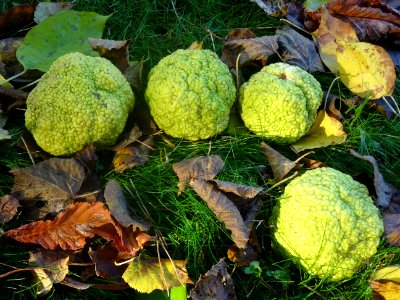 Fruits de l'Oranger des Osages, Maclura pomifera, Moracées… 