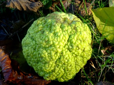 Fruit de l'Oranger des Osages, Maclura pomifera, Moracées 