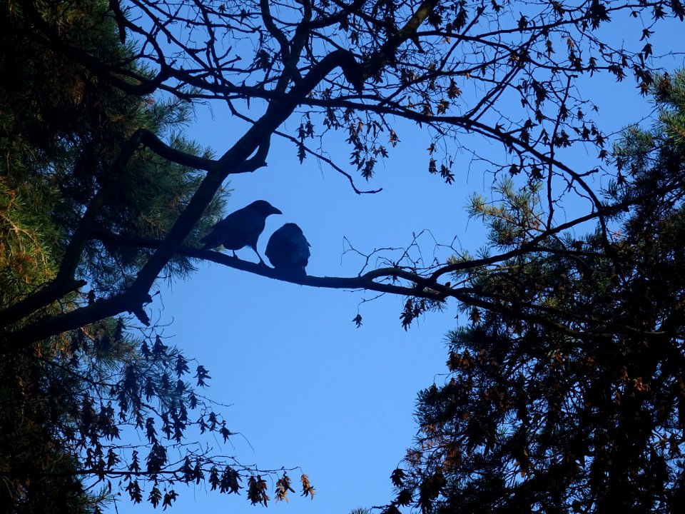 Deux corbeaux ... sur une branche 