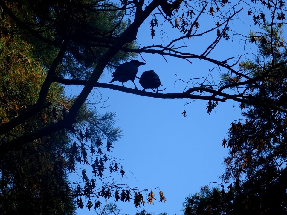 Deux corbeaux ... sur une branche 