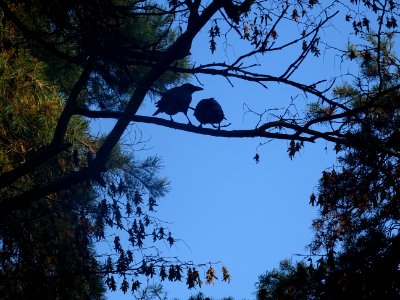 Deux corbeaux ... sur une branche 