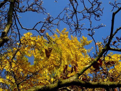 Ginkgo 