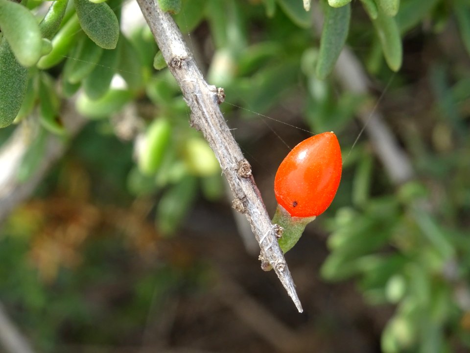 Fruit du Lycium, Lycium intricatum, Solanacées 