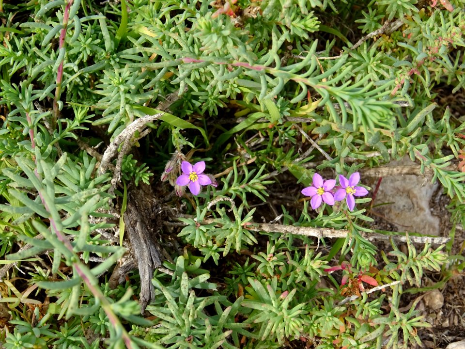 Spergulaire des rochers, Spergula rupicola, Caryophyllacée… 