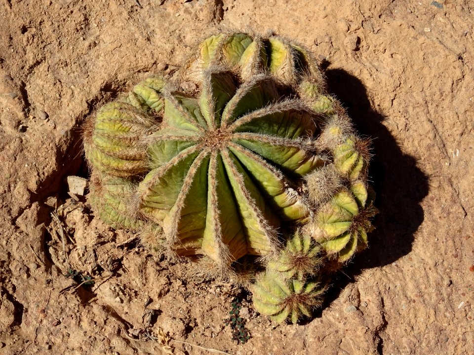 Euphorbe melon, Euphorbia meloformis, Euphorbiacées 