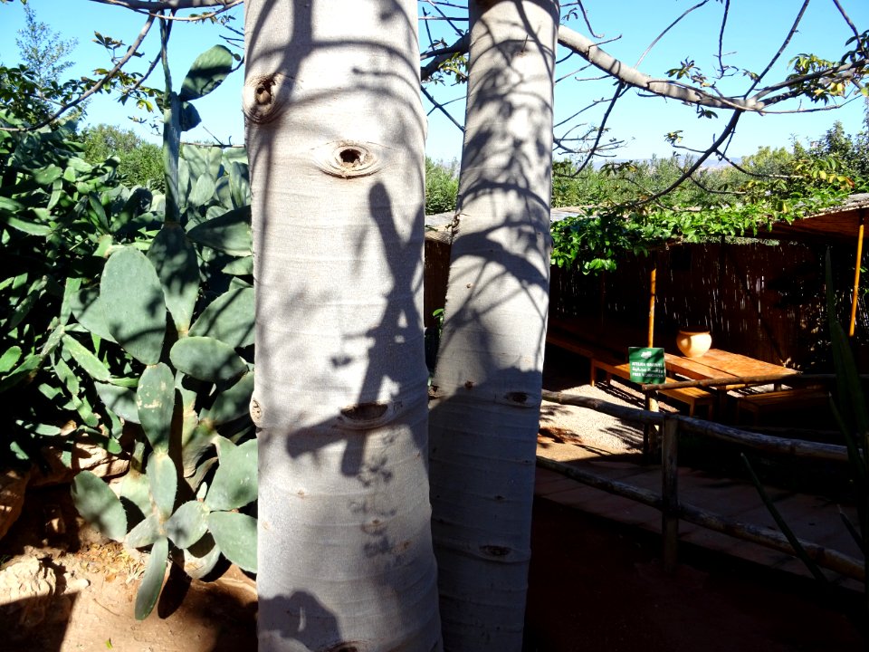 Tronc du Baobab africain, Adansonia digitata, Malvacées (e… 