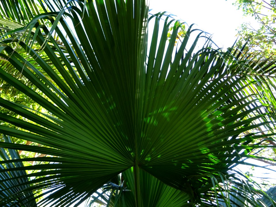 Palmier éventail, Livistona rotundifolia, Palmées. Origina… 