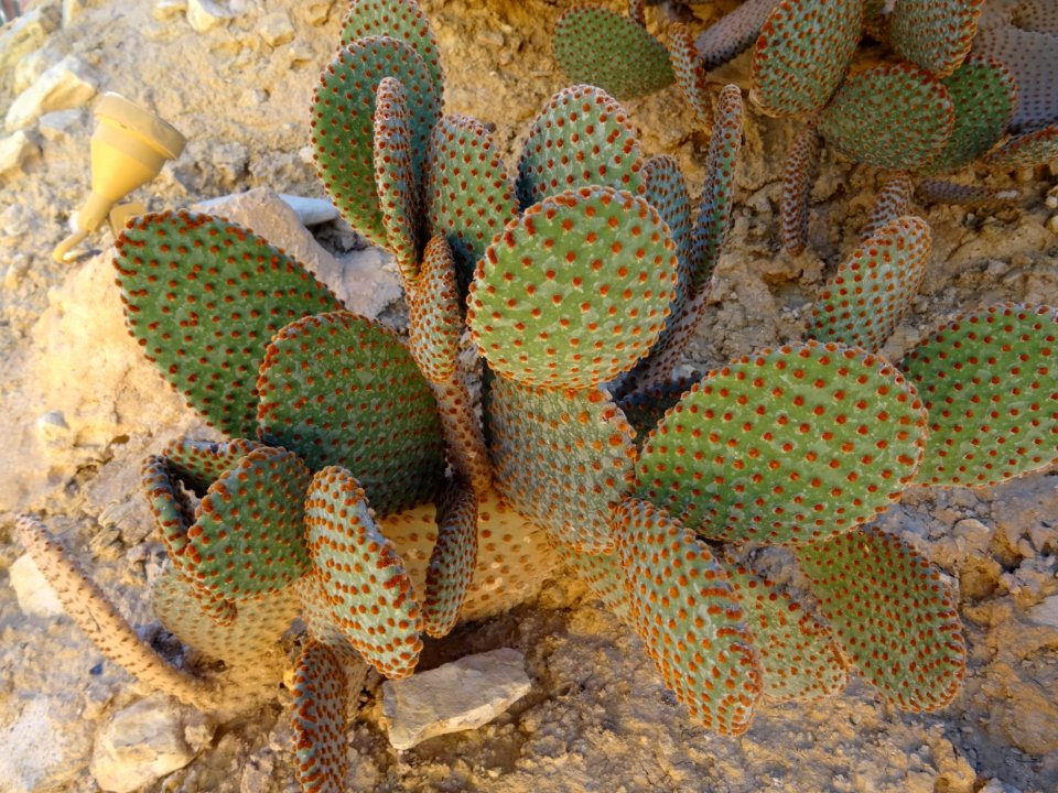 Opuntia rufida, Opuntia rufida, Cactacées. Originaire du M… 