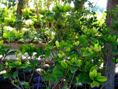 Gardenia, Gardenia jasminoides, Rubiacées. Originaire de C… 