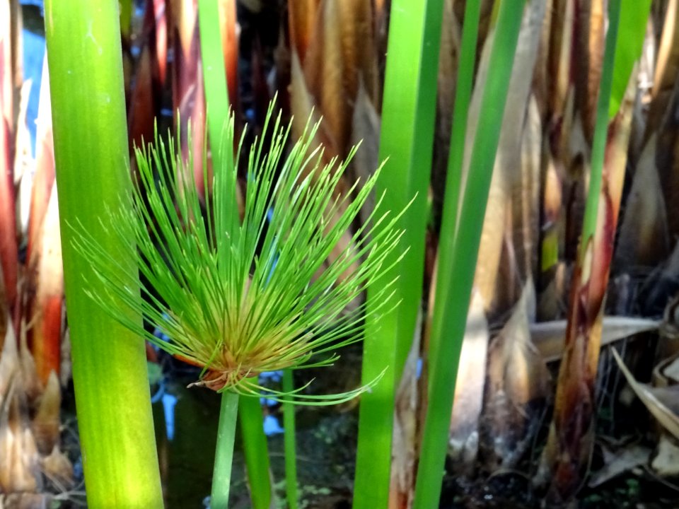 Papyrus du Nil, Cyperus papyrus, Cyperacées 