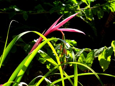 Bilbergie penchée, Billbergia nutans, Broméliacées. Origin… 