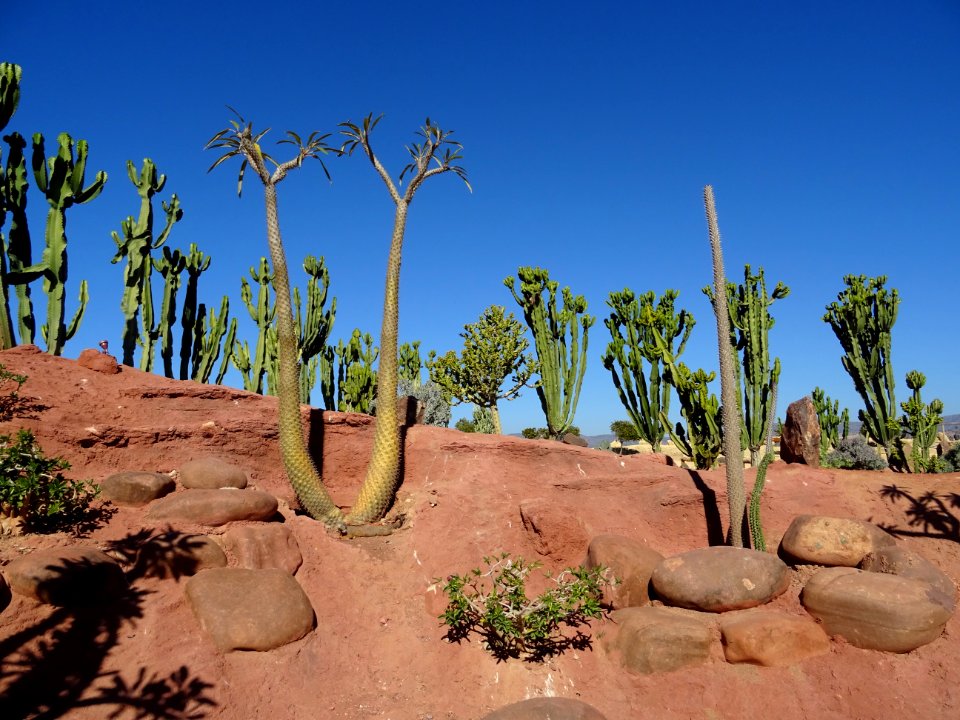 Palmier de Madagascar, Pachypodium lamerei, Apocynacées. O… 