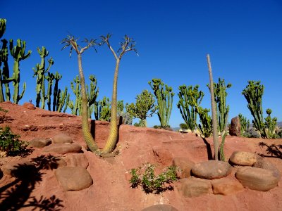 Palmier de Madagascar, Pachypodium lamerei, Apocynacées. O… 